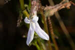 Shortleaf lobelia